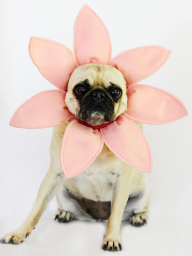 dog flower girl ideas