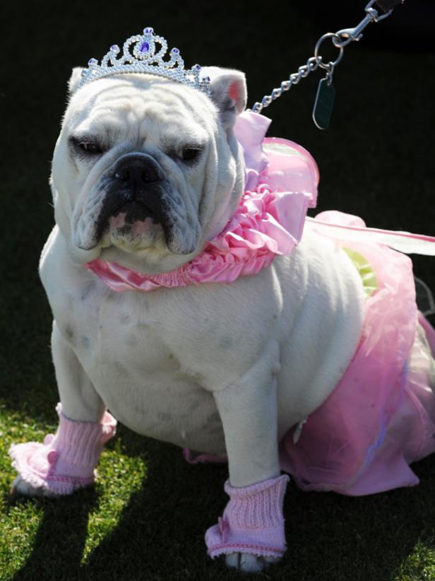 I love searching Pinterest for big dog Halloween costume ideas