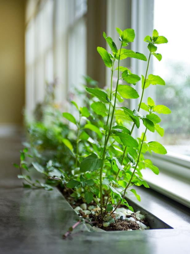 Mint in countertop planter