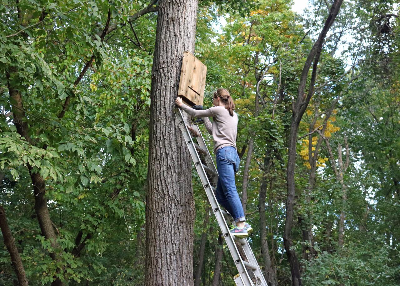 How To Build A Bat House How Tos Diy