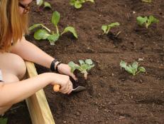 Planting Vegetables in Garden