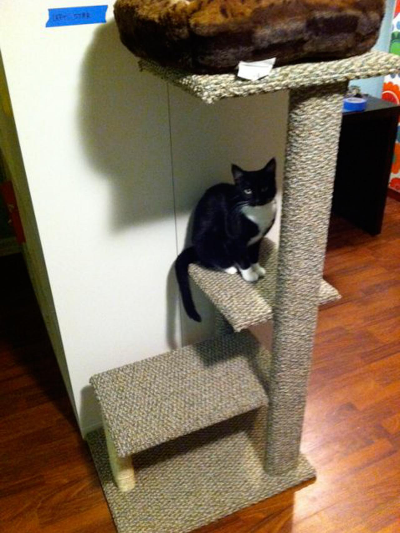 How to Build a DIY Cat Tree howtos DIY