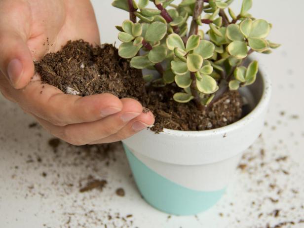 Soil with Succulents