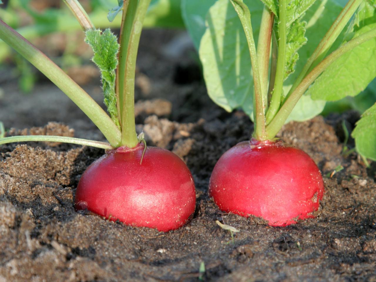 Growing Rapid Radishes Diy