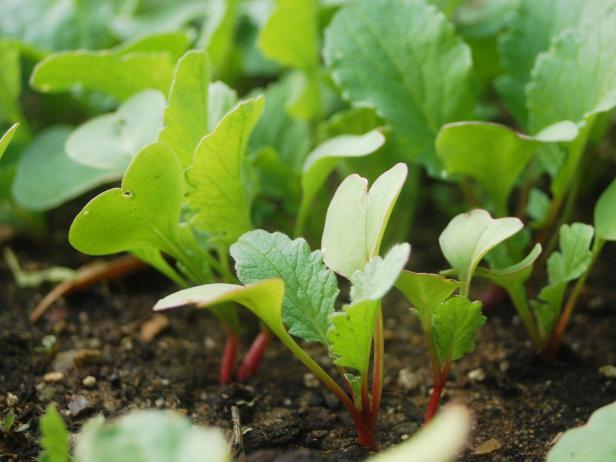 Growing Heirloom Radishes Diy