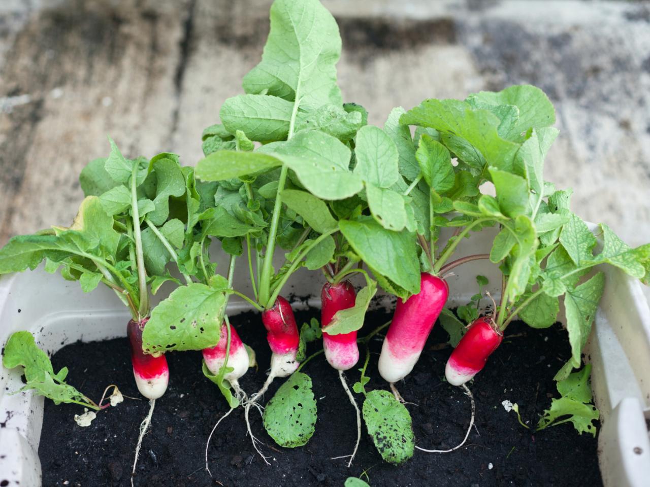 Growing Radishes Indoors DIY