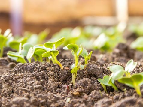 Save Money on Your Veggies: Grow From Seed