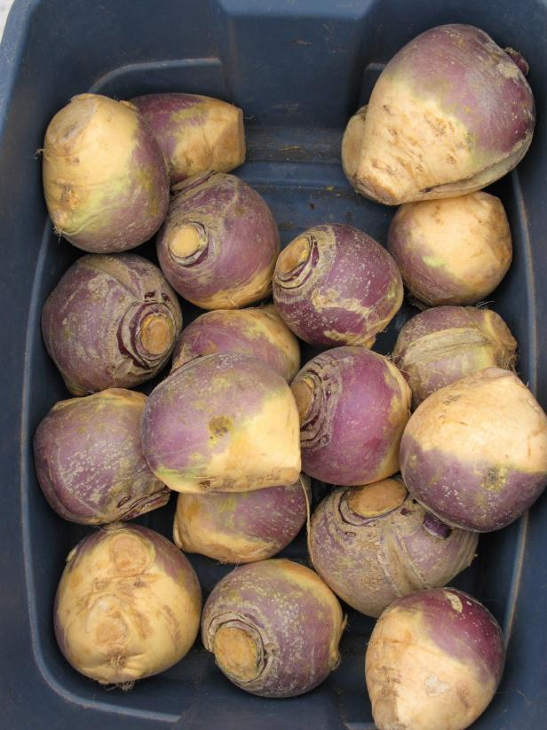 Types of Rutabaga | DIY