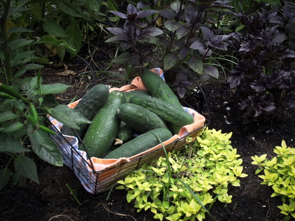 How To Grow A Cucumber Garden Diy