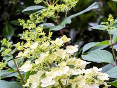 Oakleaf Hydrangea Diy