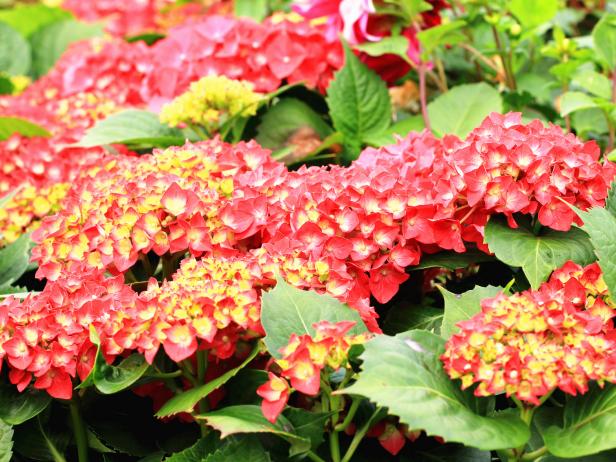 Red Hydrangea | DIY