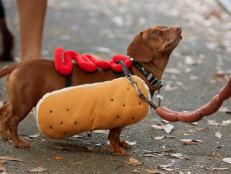Atlanta, GA, USA - October 27, 2012:  A dachshund is dressed up like a hot dog for a Halloween dog costume contest in Piedmont Park.
