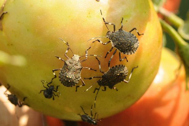 Brown Marmorated Stink Bug Nymphs on Tomato