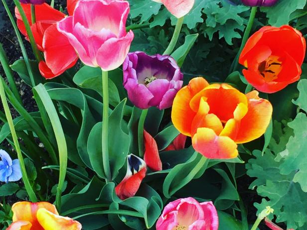 Colorful Tulips