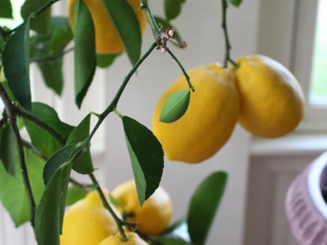 Reviving a Fussy Meyer Lemon Tree