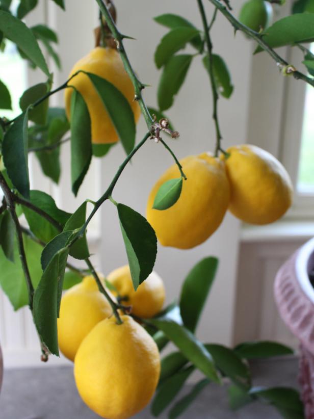 meyer lemon tree thorns