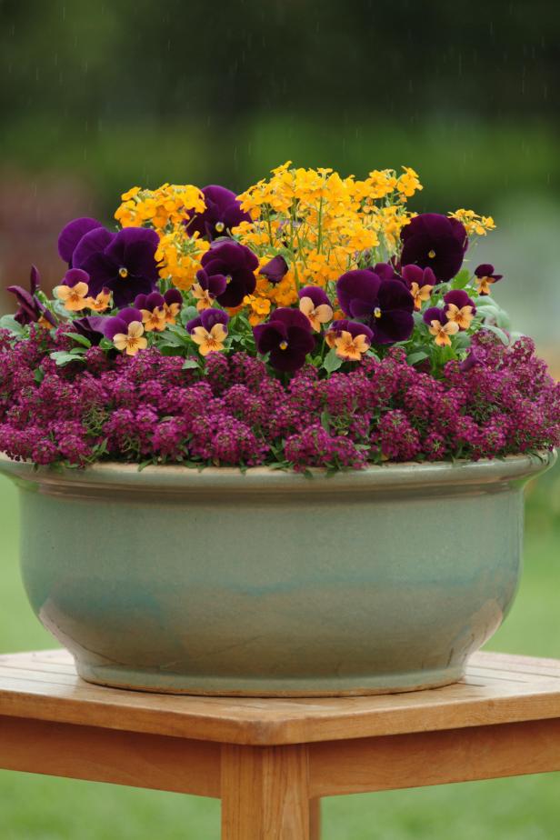 How to Create a Beautiful Container Garden with Pansies | HGTV