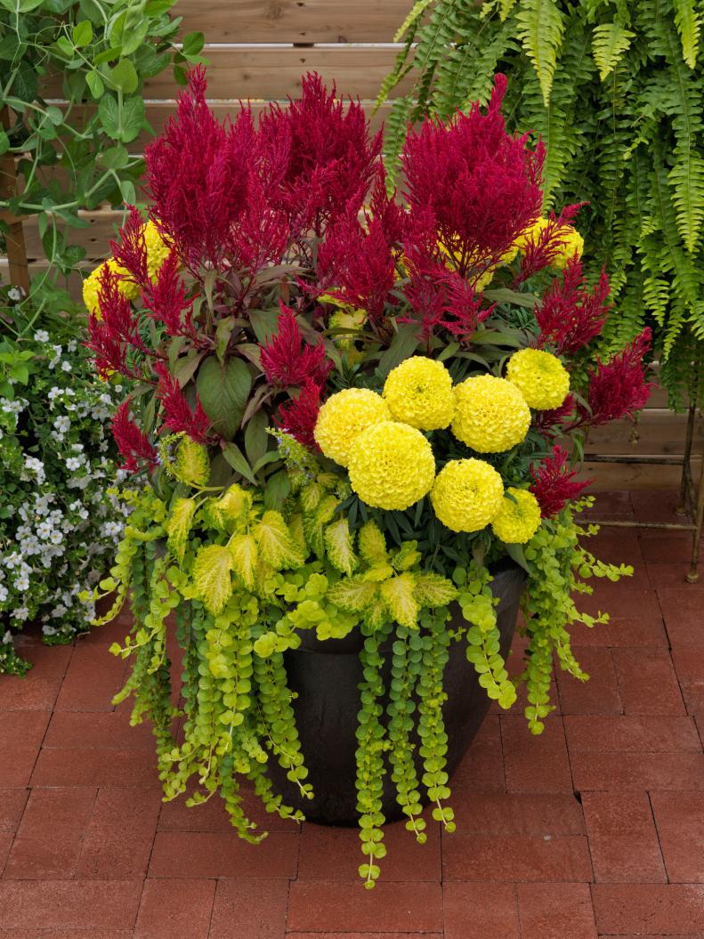 Container Garden with Celosia, Marigold, Coleus and Creeping Jenny