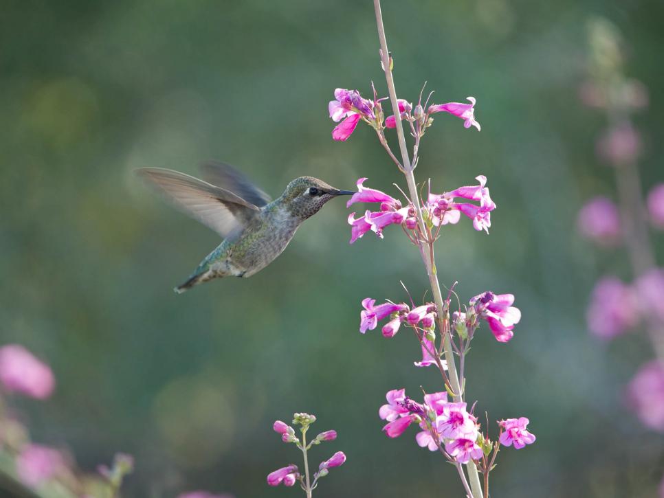 Plant These Flowers for Hummingbirds in Your Garden
