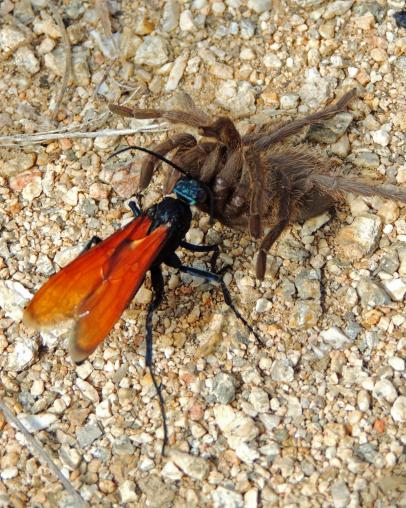 Insect Stings And Remes Diy Network Blog Made Remade Insect Stings And Remes Diy Network Blog Made Remade