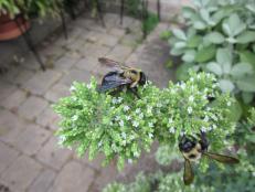 Carpenter Bees on Oregano Flowers
