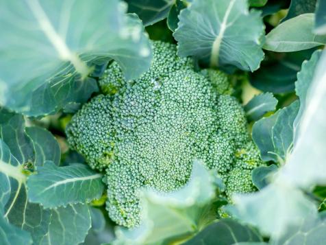 Companion Planting for Broccoli