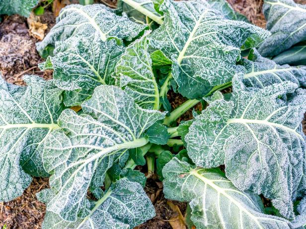 Collard Greens with Frost 