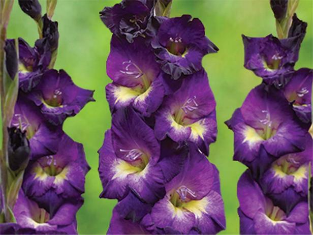 Purple Gladiolus Blooms