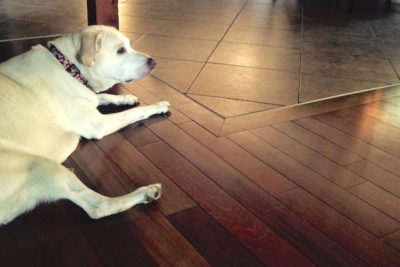 Protect Hardwood Floors From Pets, Pet Damage To Hardwood Floors