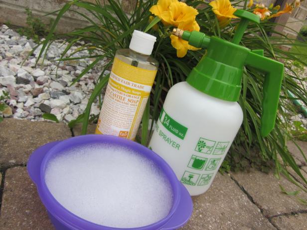 Soapy Solution for Pest Control