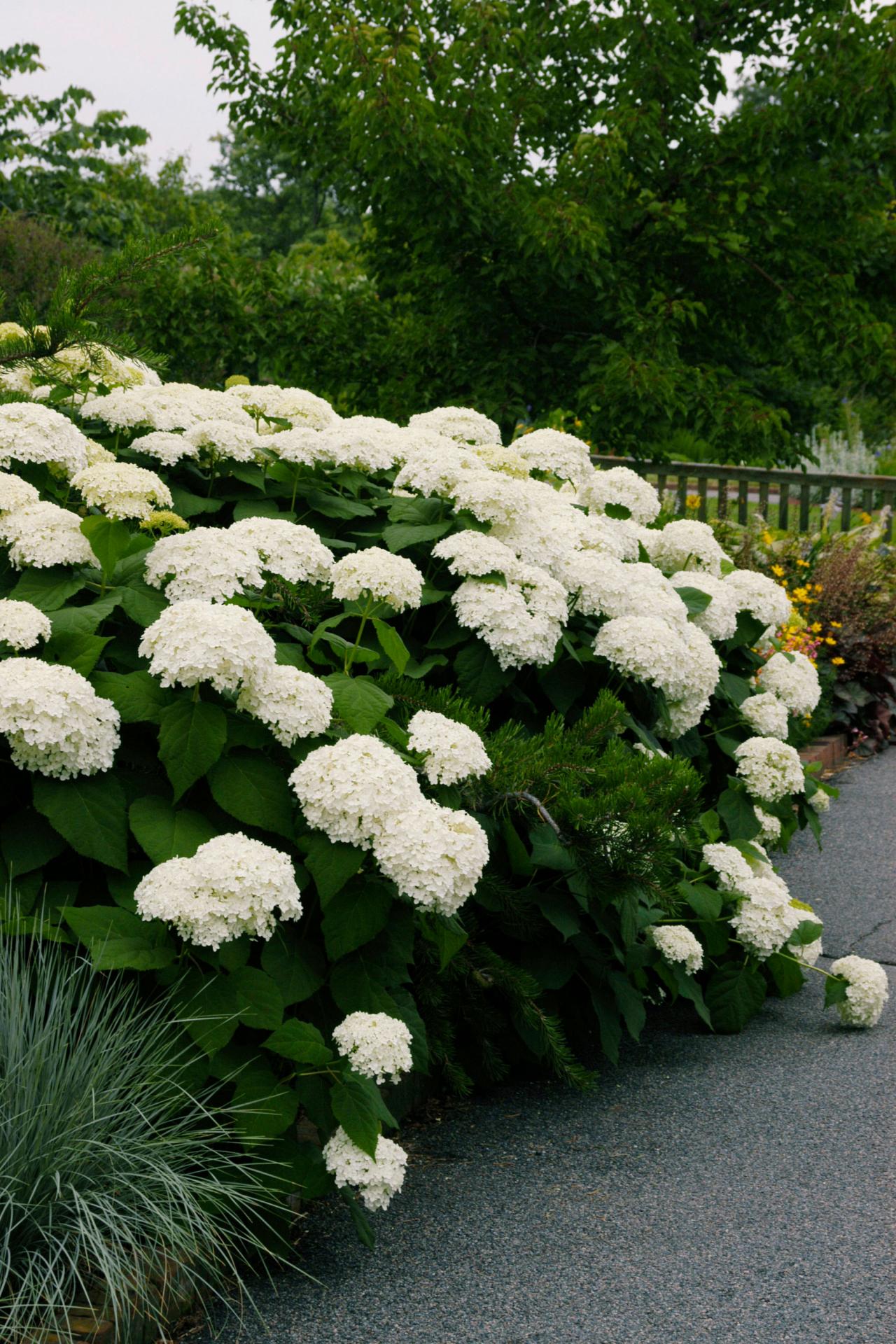 8 Best Perennial Shrubs | DIY