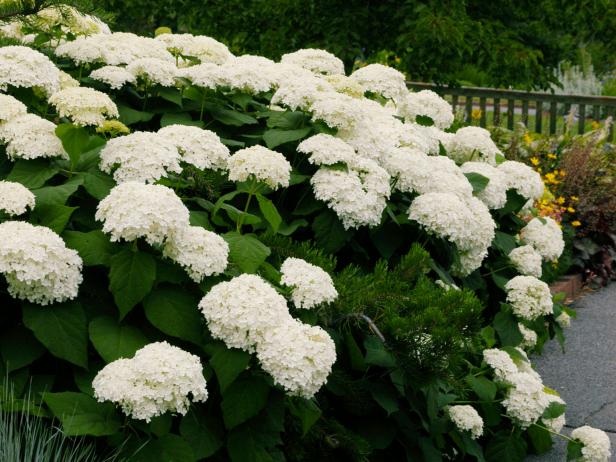 8 Best Perennial Shrubs | DIY