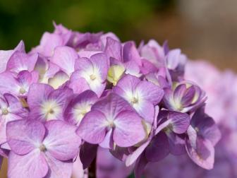Purple 'BloomStruck' Hydrangea