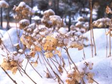 Learn how to care for hydrangeas in the winter so these beauties will shine next summer.