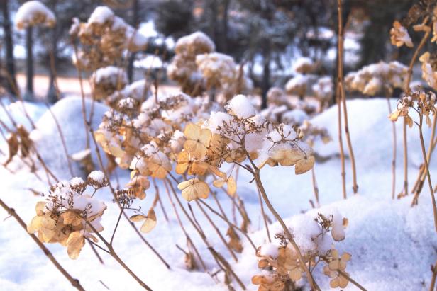 Hydrangeas Covered in Snow