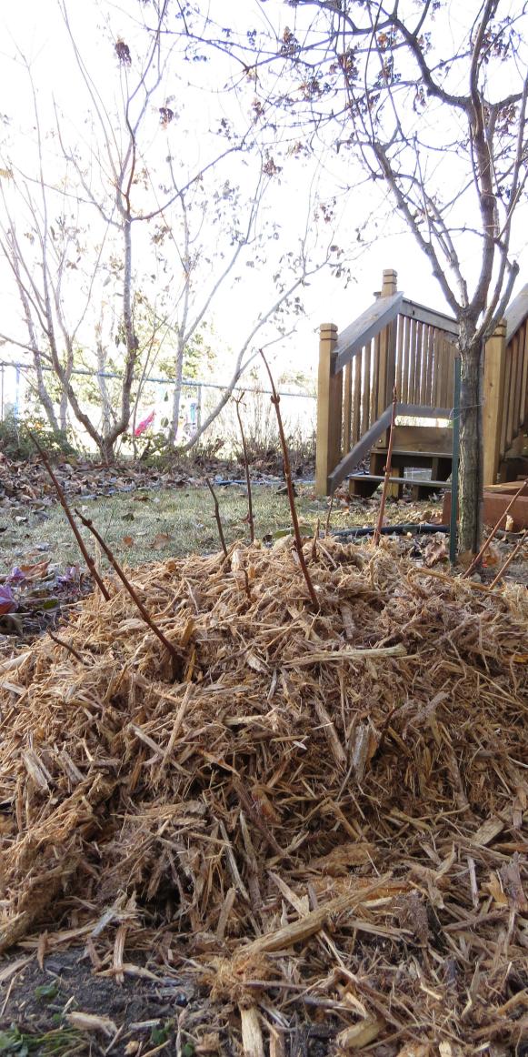Hydrangeas Covered in Mulch For Winter Protection
