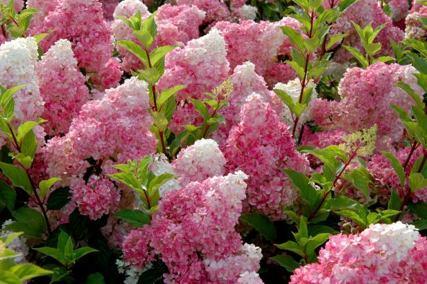 winterizing hydrangeas