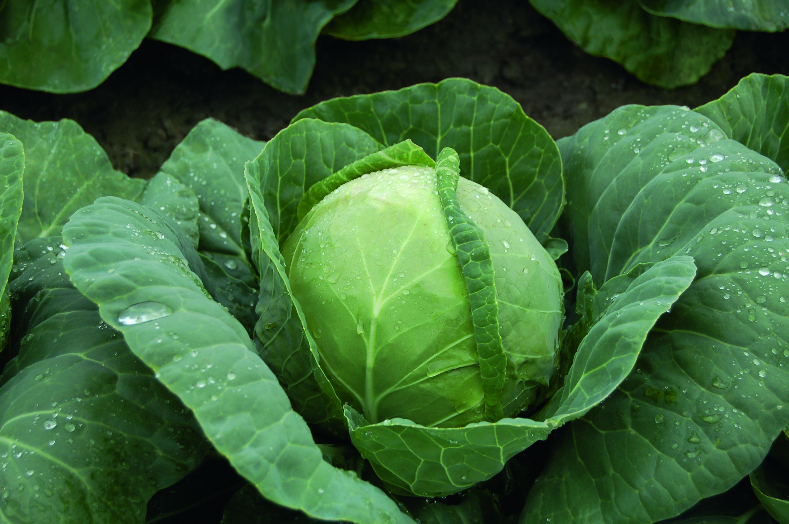 the blood-Fresh Cabbage RARE Vegetable Plant I I-Very healthy-Seed Seeds