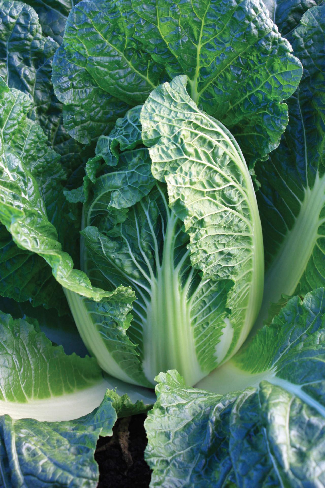 How to plant seedlings of cabbage in open ground How to plant seedlings of cabbage in open ground