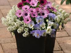 Cool Season Container