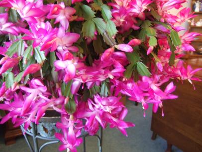 How To Get A Holiday Cactus To Bloom Diy