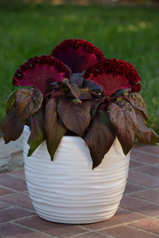 Celosia Dracula