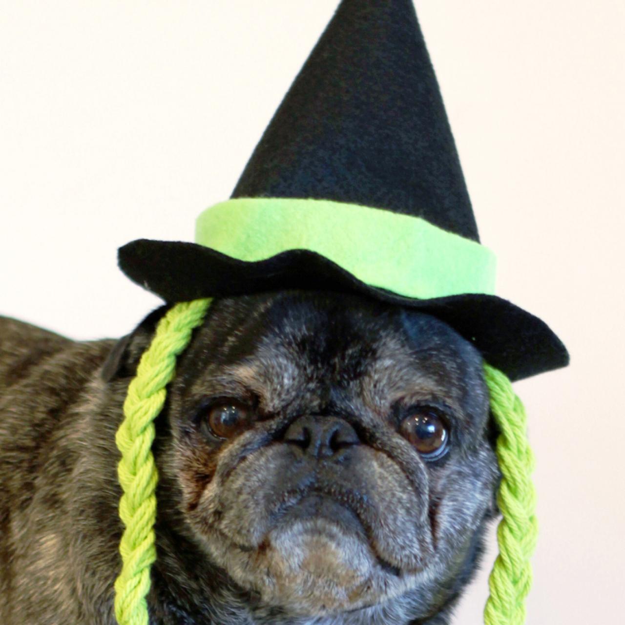 7 Adorable (And Easy!) DIY Dog Costumes - The Dogington Post