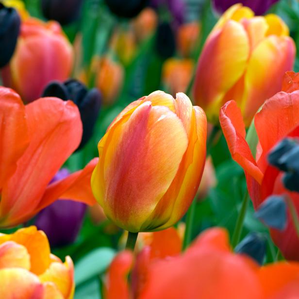 Learn when to plant bulbs like tulips