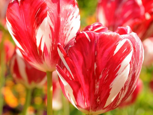 10 Ways to Make Tulips Return | DIY