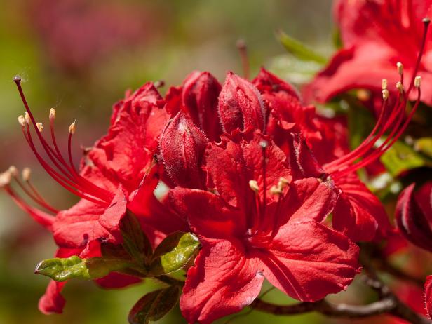 What to Prune In Late Fall | HGTV