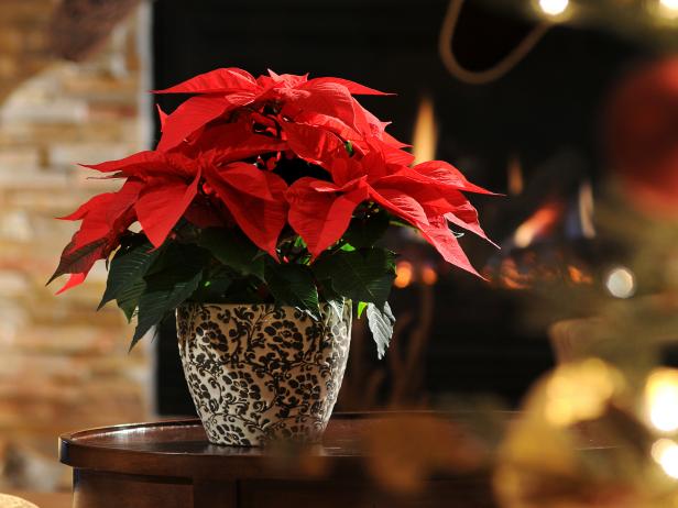 poinsettia and christmas