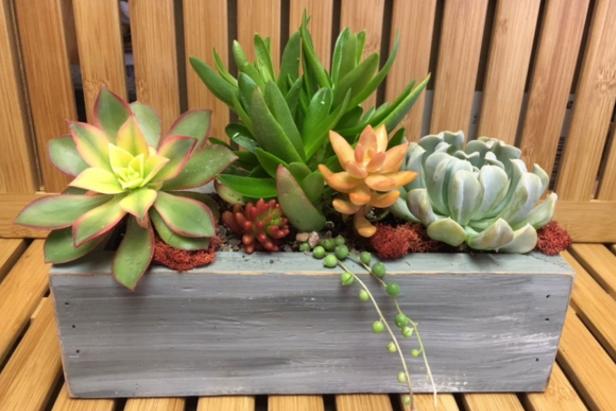 Grow Showy Succulents On Your Winter Windowsill Diy