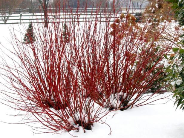 Easy Ways To Add Color To Your Winter Garden Diy