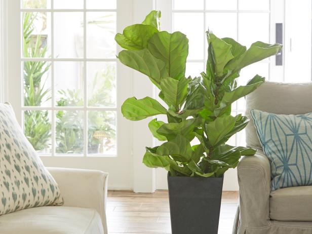 6 Indoor Trees To Keep Your Home Green In Winter Diy